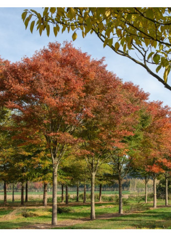 ZELKOVA serrata GREEN VASE