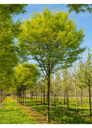 ZELKOVA serrata GREEN VASE