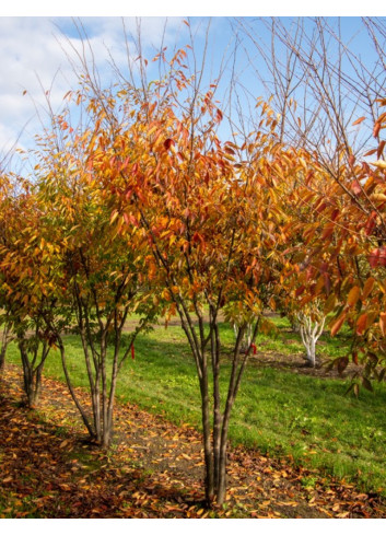 ZELKOVA serrata GREEN VASE