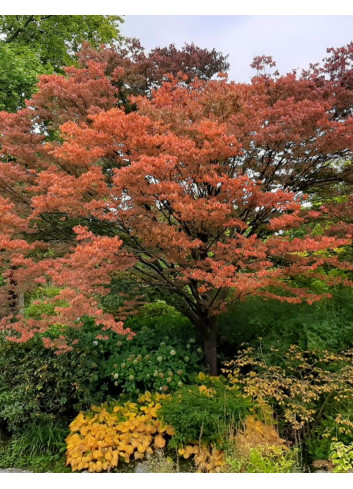 ZELKOVA serrata GREEN VASE