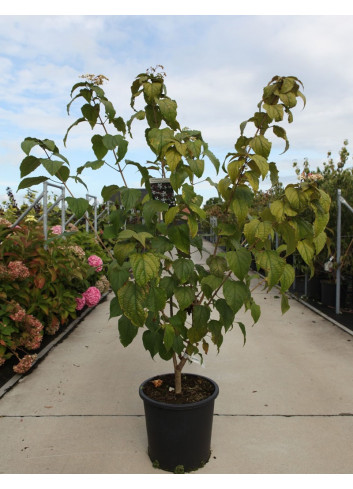 CLERODENDRUM trichotomum FARGESII En pot de 25-30 litres