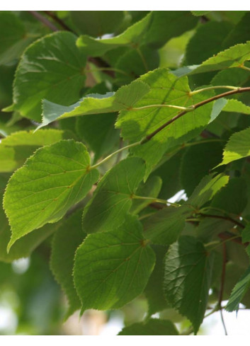 TILIA cordata ROELVO