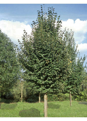 TILIA cordata ROELVO