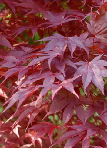 ACER palmatum ATROPURPUREUM