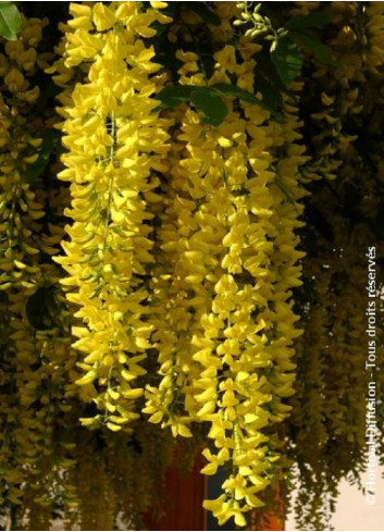 LABURNUM watereri VOSSII