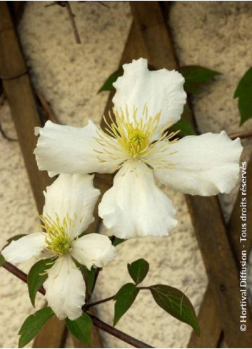 CLEMATIS montana var.grandiflora