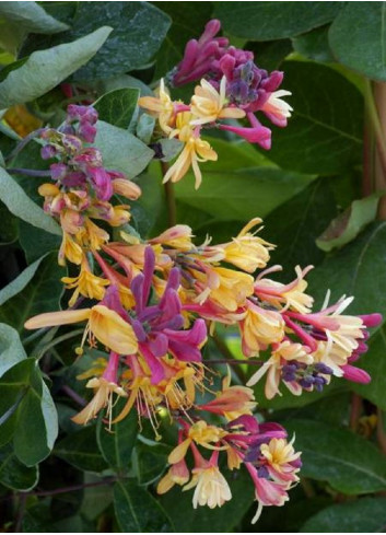 LONICERA heckrottii GOLDFLAME