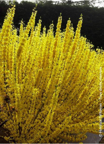 FORSYTHIA intermedia WEEK END