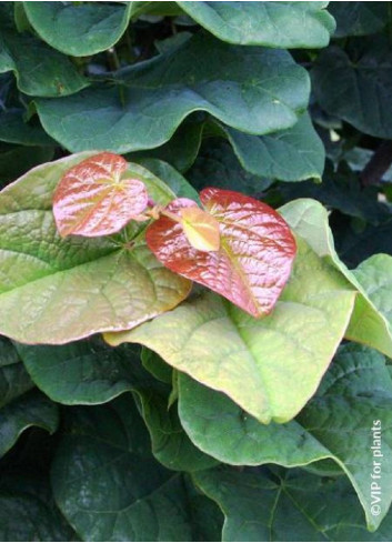 CERCIS canadensis LITTLE WOODY