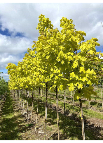 ACER platanoides PRINCETON GOLD