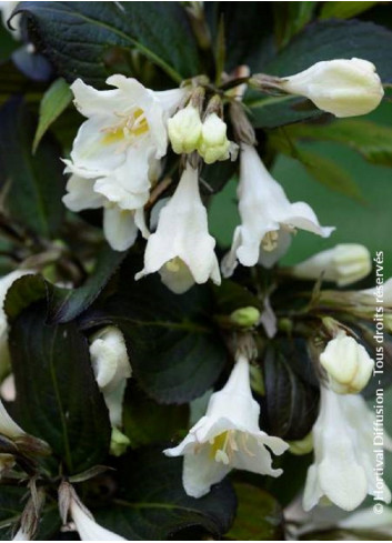 WEIGELA EBONY & IVORY