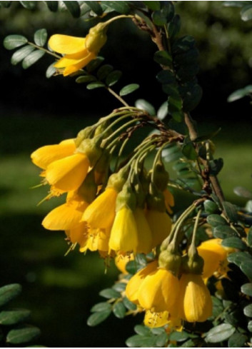 SOPHORA SUN KING