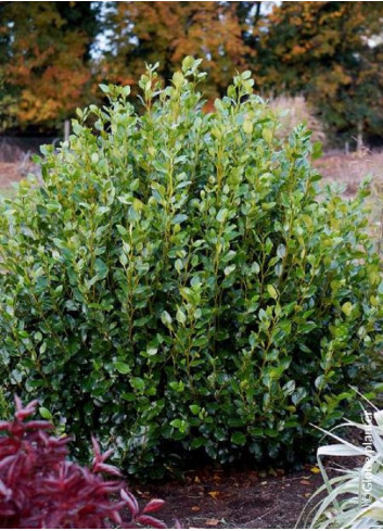 GRISELINIA littoralis GREEN HORIZON