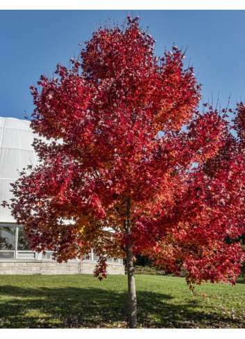 ACER rubrum REDPOINTE