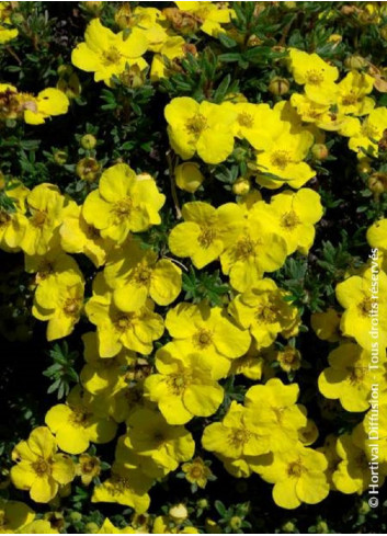 POTENTILLA fruticosa KOBOLD