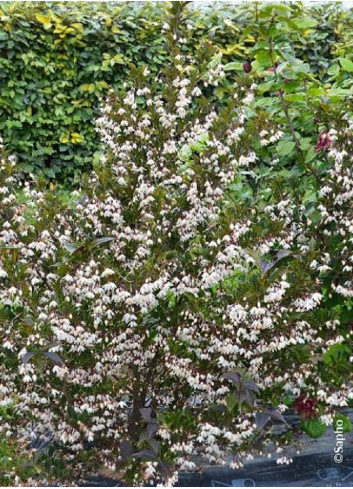 STYRAX japonicus EVENING LIGHT