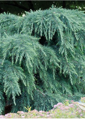 CEDRUS deodara FEELING BLUE (Cèdre de l'Himalaya Feeling blue)