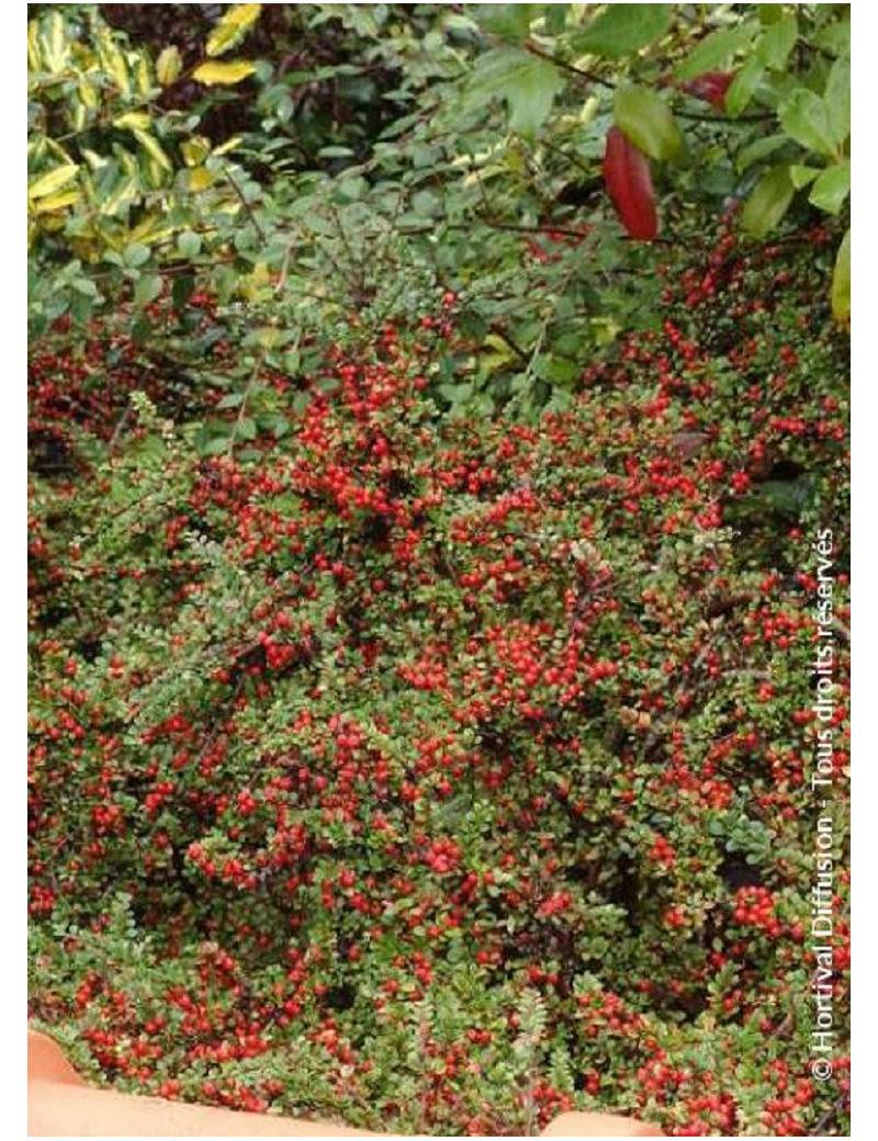 COTONEASTER horizontalis COTONEASTER horizontalis