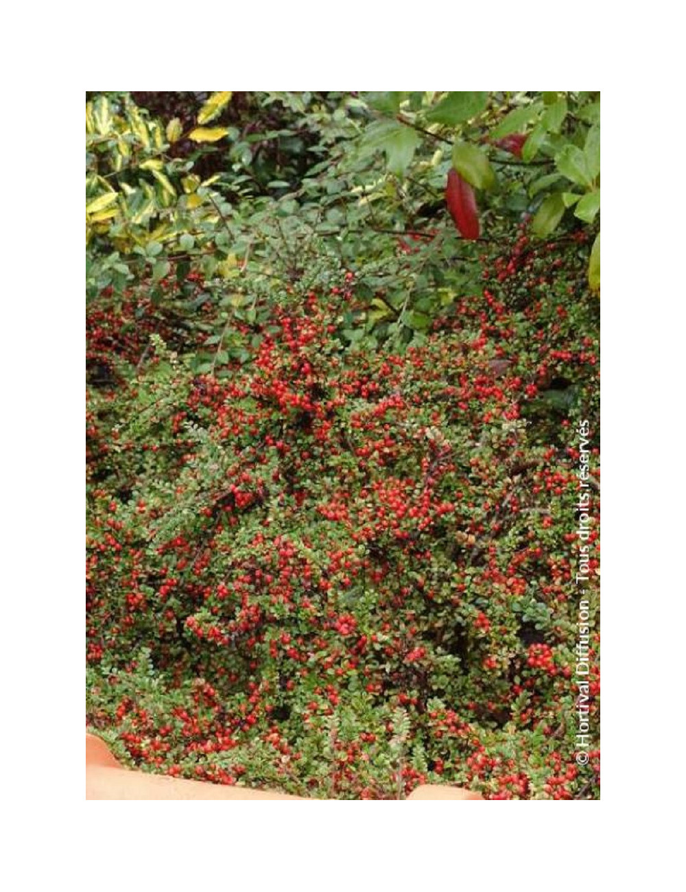 COTONEASTER horizontalis