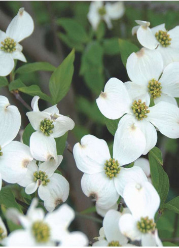 CORNUS florida