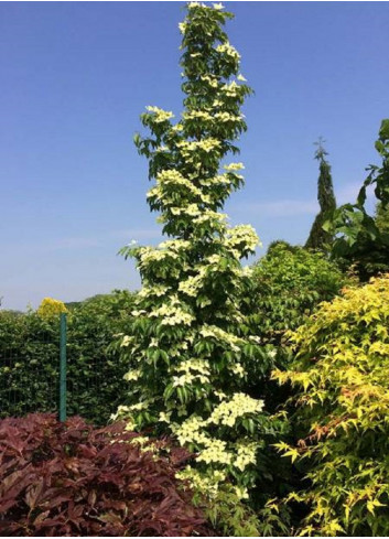 CORNUS kousa FLOWER TOWER