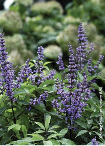 VITEX agnus-castus BLUE DIDDLEY