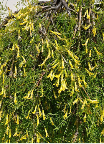 CARAGANA arborescens WALKER