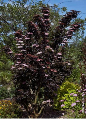 SAMBUCUS nigra BLACK TOWER