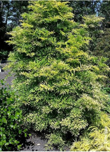 SAMBUCUS nigra GOLDEN TOWER