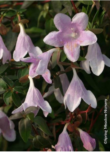 ABELIA PINKY BELLS