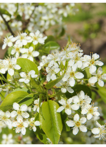 PRUNUS mahaleb