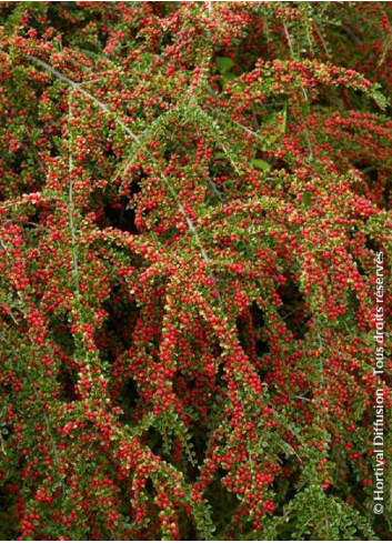 COTONEASTER horizontalis