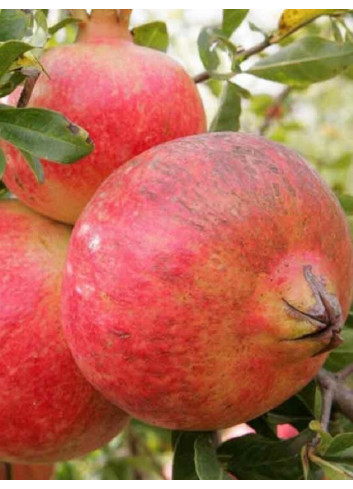 GRENADIER à fruits MOLLAR DE ELCHE