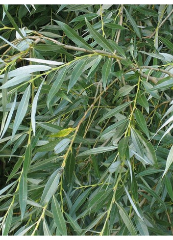 SALIX alba LIEMPDE