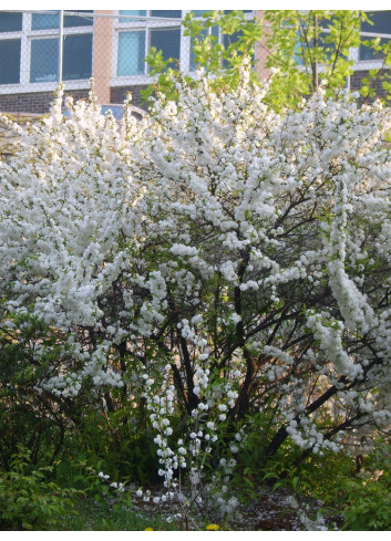 PRUNUS glandulosa ALBA PLENA