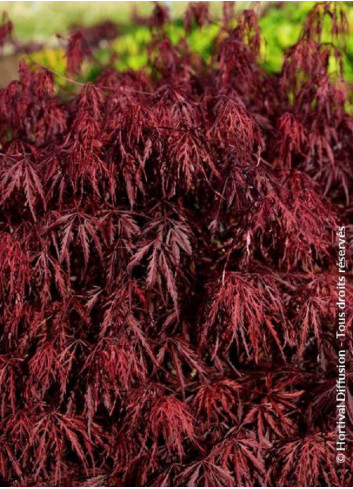 ACER palmatum DISSECTUM FIRECRACKER