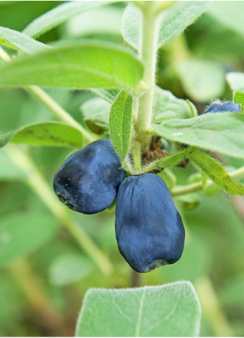 LONICERA kamtschatica BLUE VELVET