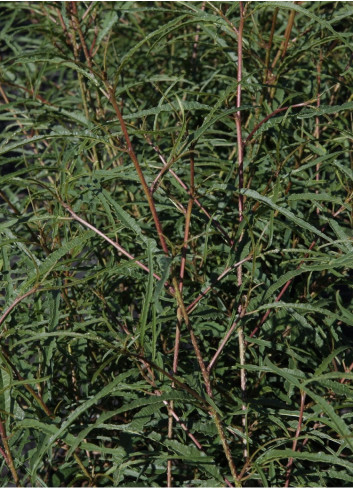 FRANGULA alnus ASPLENIIFOLIA