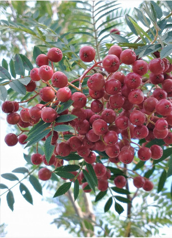 SORBUS vilmorinii