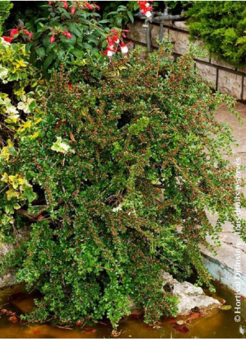 COTONEASTER horizontalis