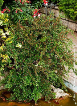COTONEASTER horizontalis