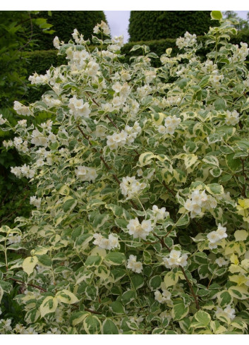 PHILADELPHUS coronarius VARIEGATUS