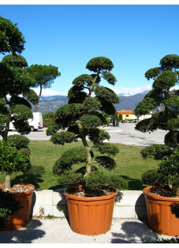 Bonsaï de jardin - ILEX crenata KINME