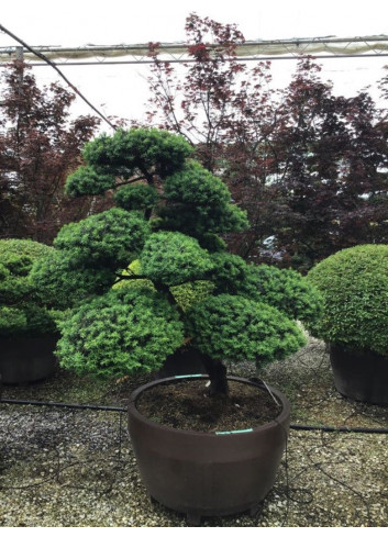 Bonsaï de jardin - TAXUS baccata