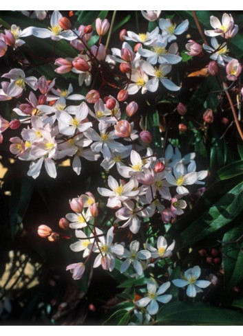 CLEMATIS armandii APPLE BLOSSOM