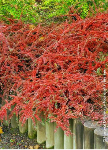 COTONEASTER horizontalis