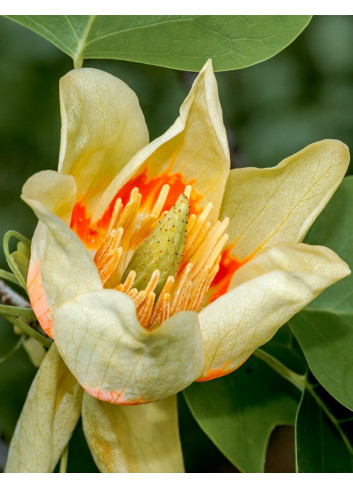 LIRIODENDRON tulipifera EDWARD GURSZTYN