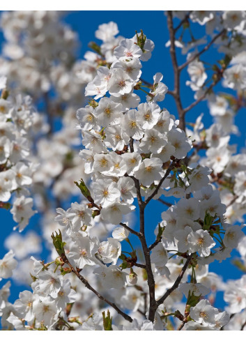 PRUNUS UMINEKO