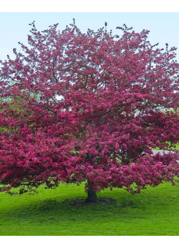 MALUS PROFUSION