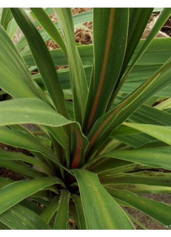 CORDYLINE australis PEKO